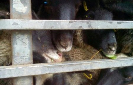 У овець, врятованих з Чорноморського порту, візьмуть кров на аналізи