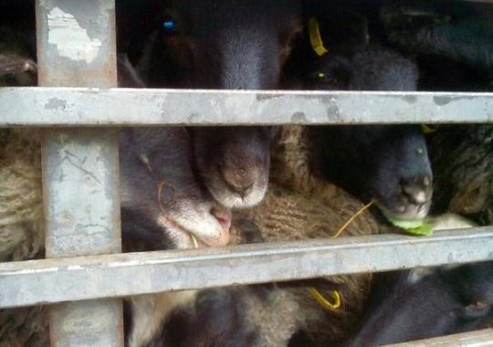 У овець, врятованих з Чорноморського порту, візьмуть кров на аналізи У овець, врятованих з Чорноморського порту, візьмуть кров на аналізи