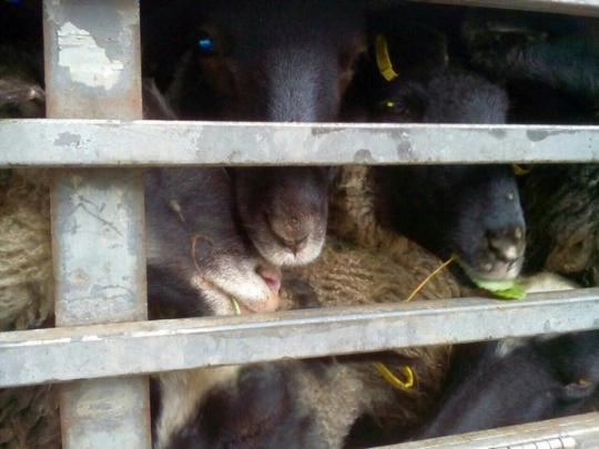У овець, врятованих з Чорноморського порту, візьмуть кров на аналізи