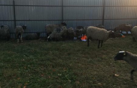 У Вінничині розвантажили фуру з вівцями, які 15 діб провели у Чорноморському порту. Їх напоїли, дали вітаміни