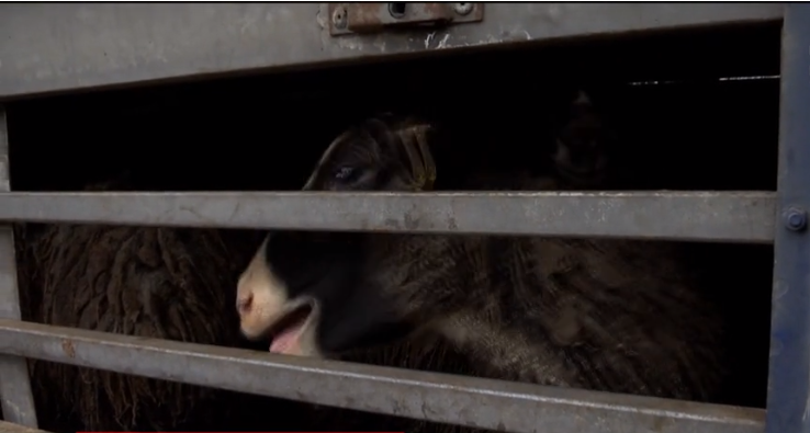 У Чорноморському порту загинуло близько півсотні овець. Тварин не пускають в Україну і не повертають до Туреччини