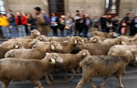 Фермерський протест: вівці замість автівок пройшлися дорогами у центрі Мадрида