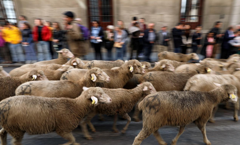 Фермерський протест: вівці замість автівок пройшлися дорогами у центрі Мадрида