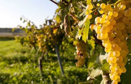 Російська Федерація знищує кримські виноградники Судакської долини — МінТОТ