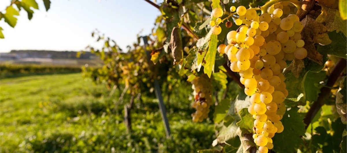 Російська Федерація знищує кримські виноградники Судакської долини — МінТОТ