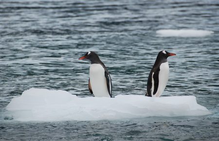 Школярі рахуватимуть пінгвінів, щоб визначити популяцію антарктичного криля