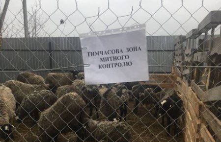 У овець, які два тижні були заблоковані у Чорноморському порту, немає інфекційних захворювань — UAnimals