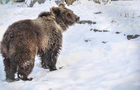 Чому ведмеді не сплять взимку та чи можуть вони дружити