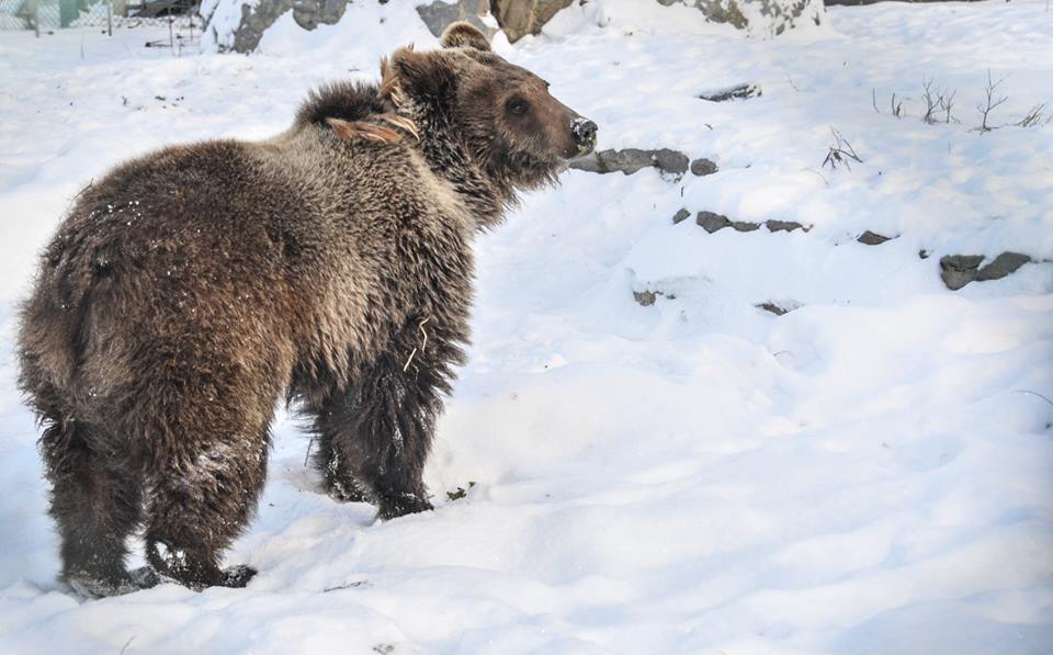 Чому ведмеді не сплять взимку та чи можуть вони дружити