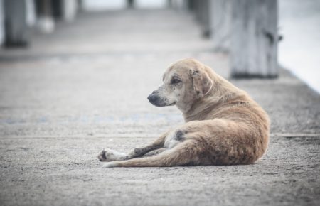 У Києві чоловіка судитимуть за побиття безпритульного собаки