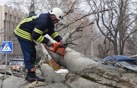 У Хмільнику на Вінничині через падіння дерева загинула жінка — поліція