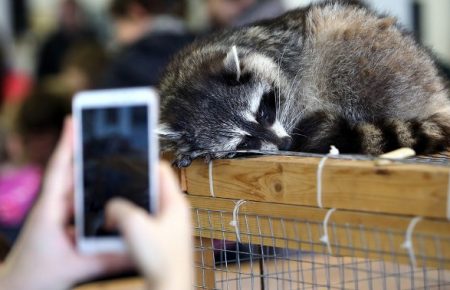 Контактні зоопарки вбивають повагу до тварини — кандидатка біологічних наук