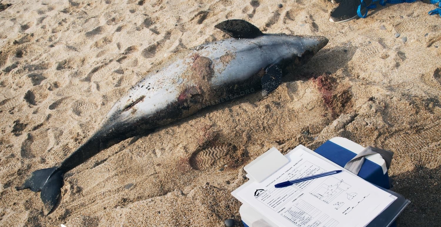 На узбережжя окупованої Євпаторії винесло понад 10 мертвих дельфінів (фото)