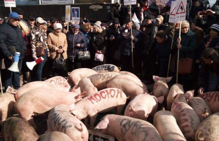 Близько 20 свиней випустили у Києві: на тваринах були написані прізвища міністрів та високопосадовців України