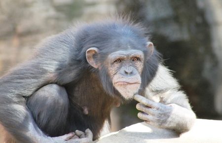 Війни шимпанзе: біологічні причини політичних рішень