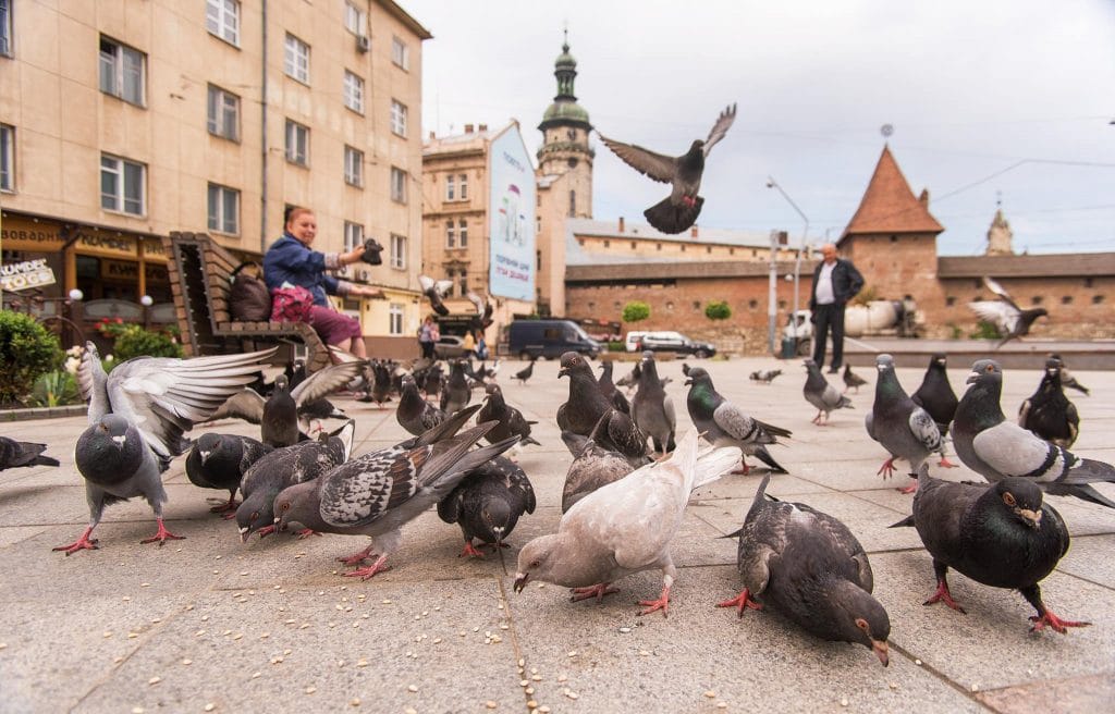 У Львові можна побачити 100 видів птахів — орнітологиня