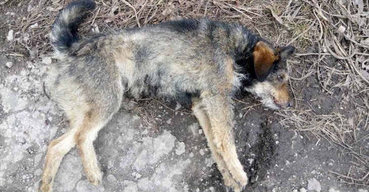 У Кривому Розі перевіряють ймовірну причетність поліцейського до знущання над собакою У Кривому Розі перевіряють ймовірну причетність поліцейського до знущання над собакою