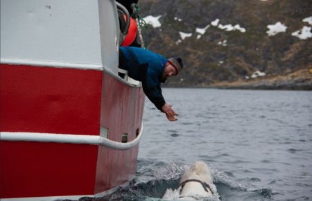 У Норвегії рибалки знайшли кита з відеокамерою і обвісом з написом «обладнання Санкт-Петербурга»