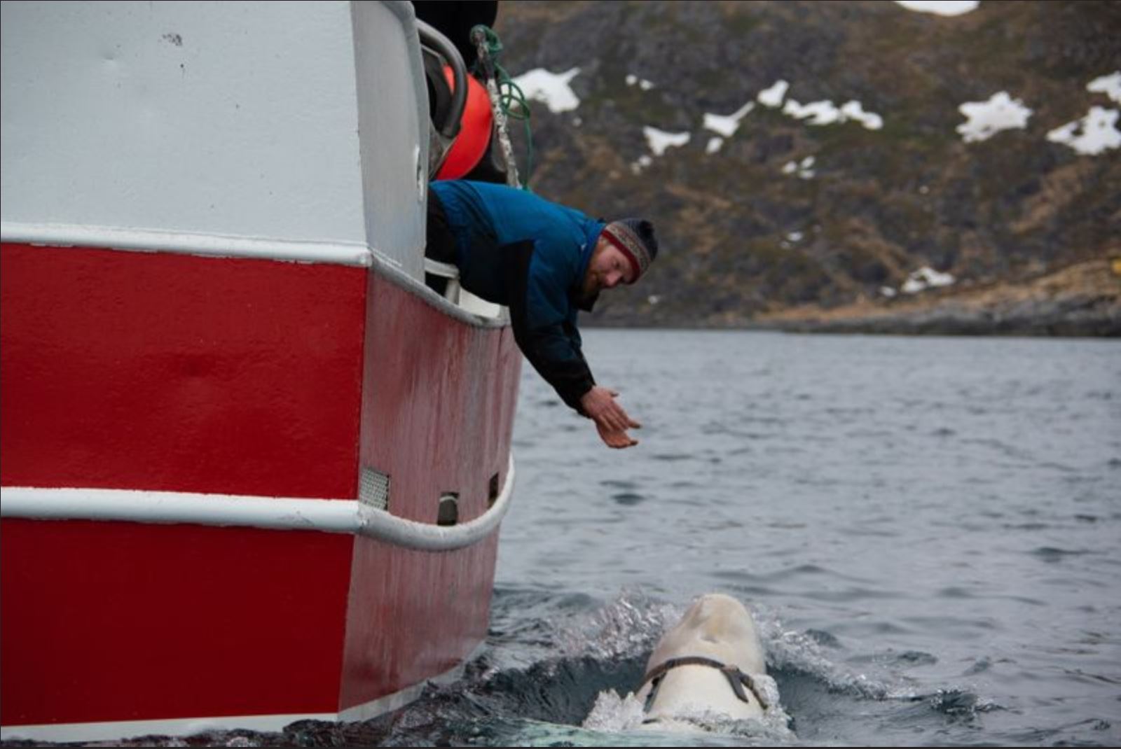 У Норвегії рибалки знайшли кита з відеокамерою і обвісом з написом «обладнання Санкт-Петербурга»
