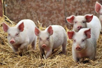 На Донеччині зафіксували спалах африканської чуми свиней