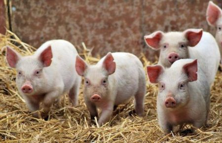 На Донеччині зафіксували спалах африканської чуми свиней