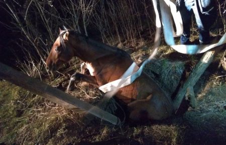 У Запорізькій області рятувальники дістали коня з колодязя (фото)