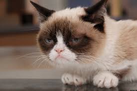 В США померла кішка-мем Grumpy Cat