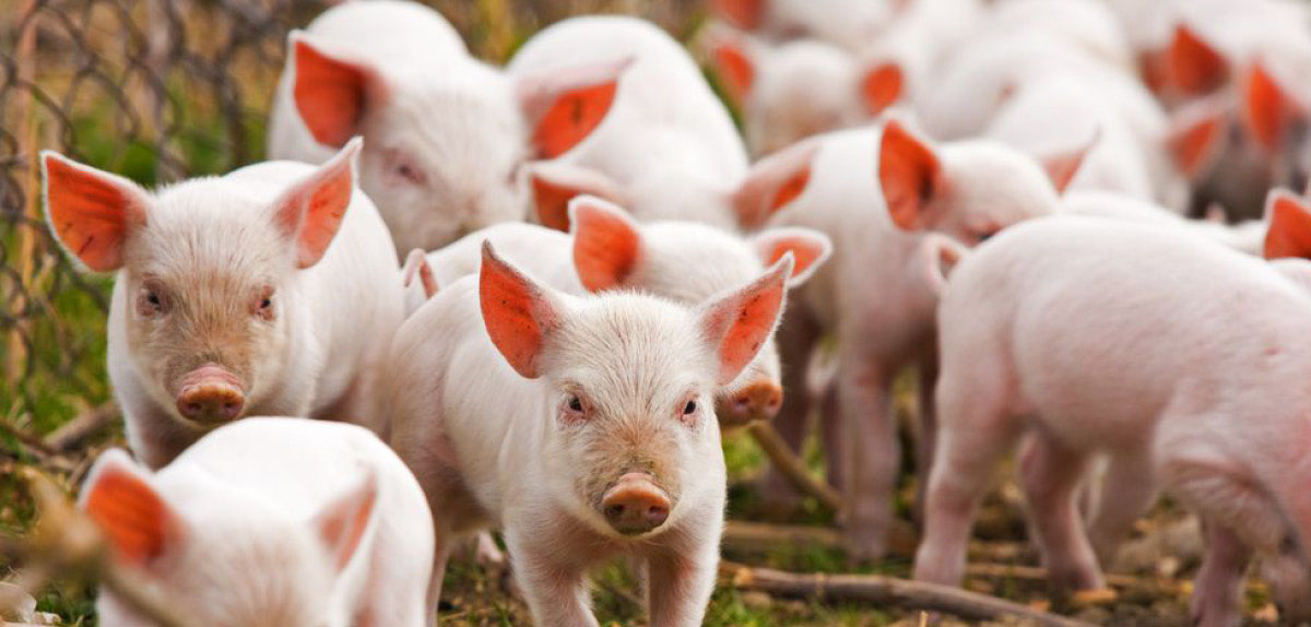 На Вінничині через африканську чуму свиней знищать півтисячі тварин