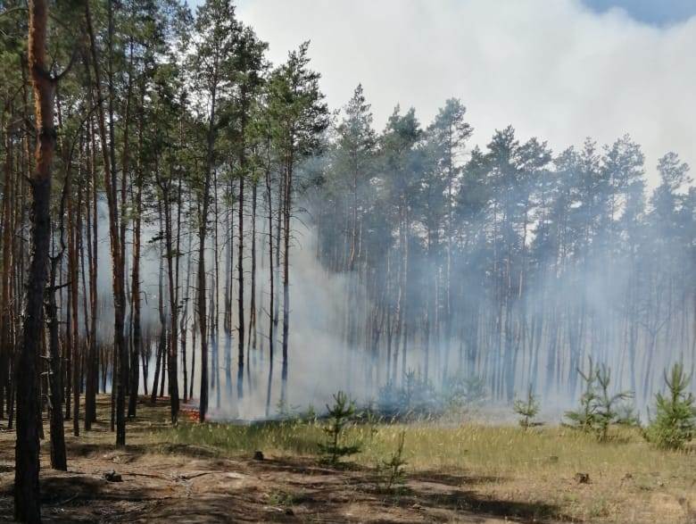 На Дніпропетровщині сталася лісова пожежа