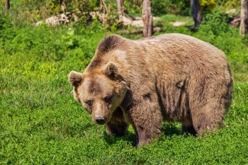 Що загрожує українським ведмедям?