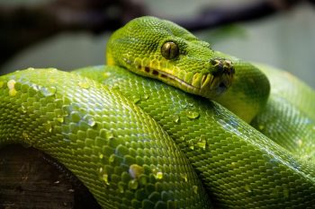 Чому змії викликають страх?