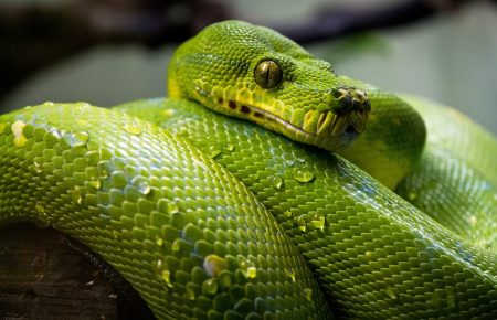 Чому змії викликають страх?