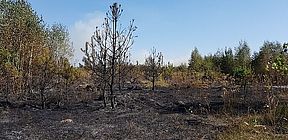 На Житомирщині згоріло 100 гектарів молодого лісу