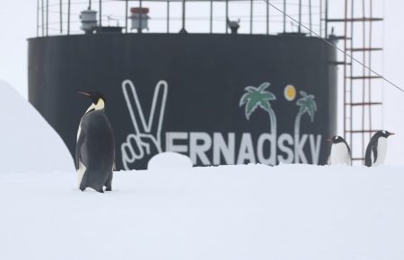«Академік Вернадський» в Антарктиді поділився фото імператорського пінгвіна, який прийшов на станцію