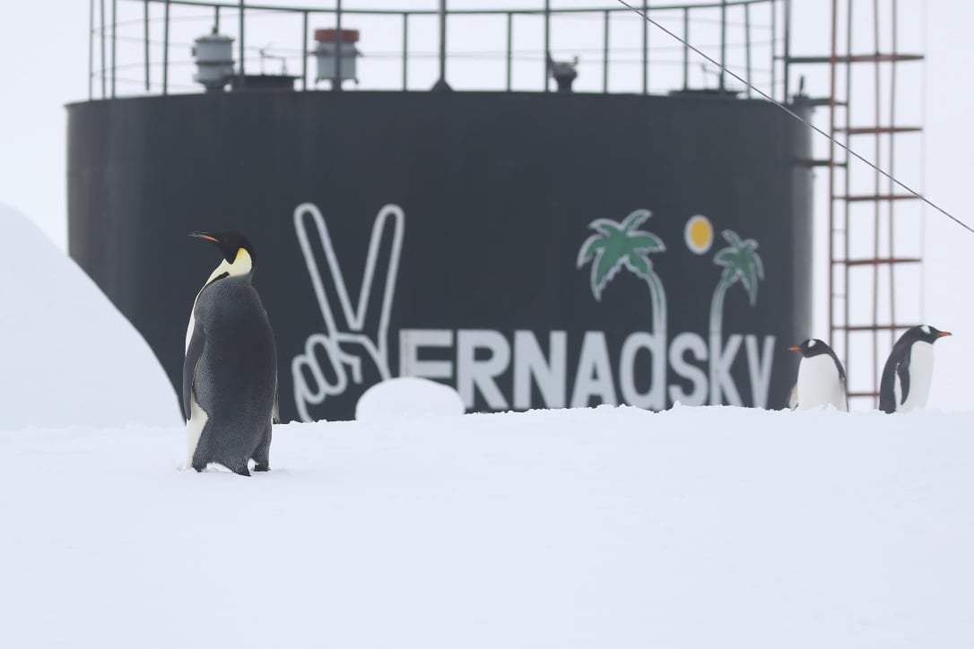 «Академік Вернадський» в Антарктиді поділився фото імператорського пінгвіна, який прийшов на станцію