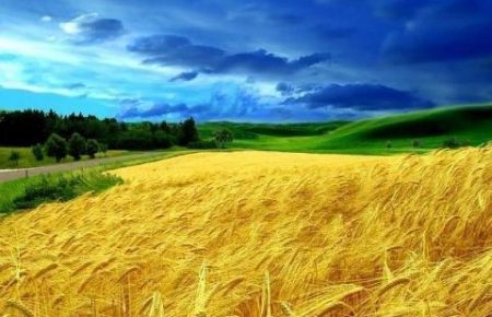 Чому голова Асоціації тваринників України вважає земельну реформу «антинародною»