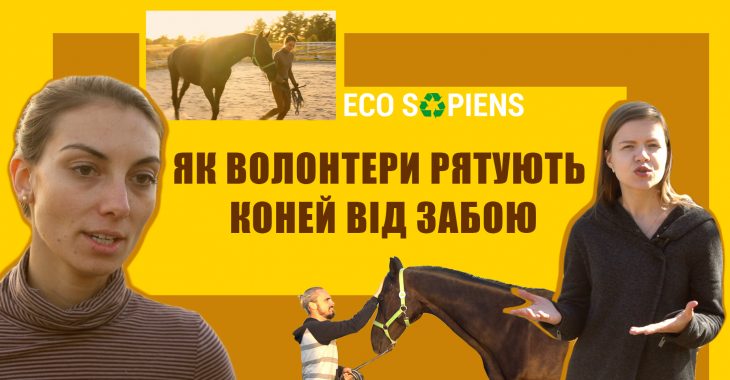 Коні не винні. Як врятувати породистих тварин від забою Коні не винні. Як врятувати породистих тварин від забою