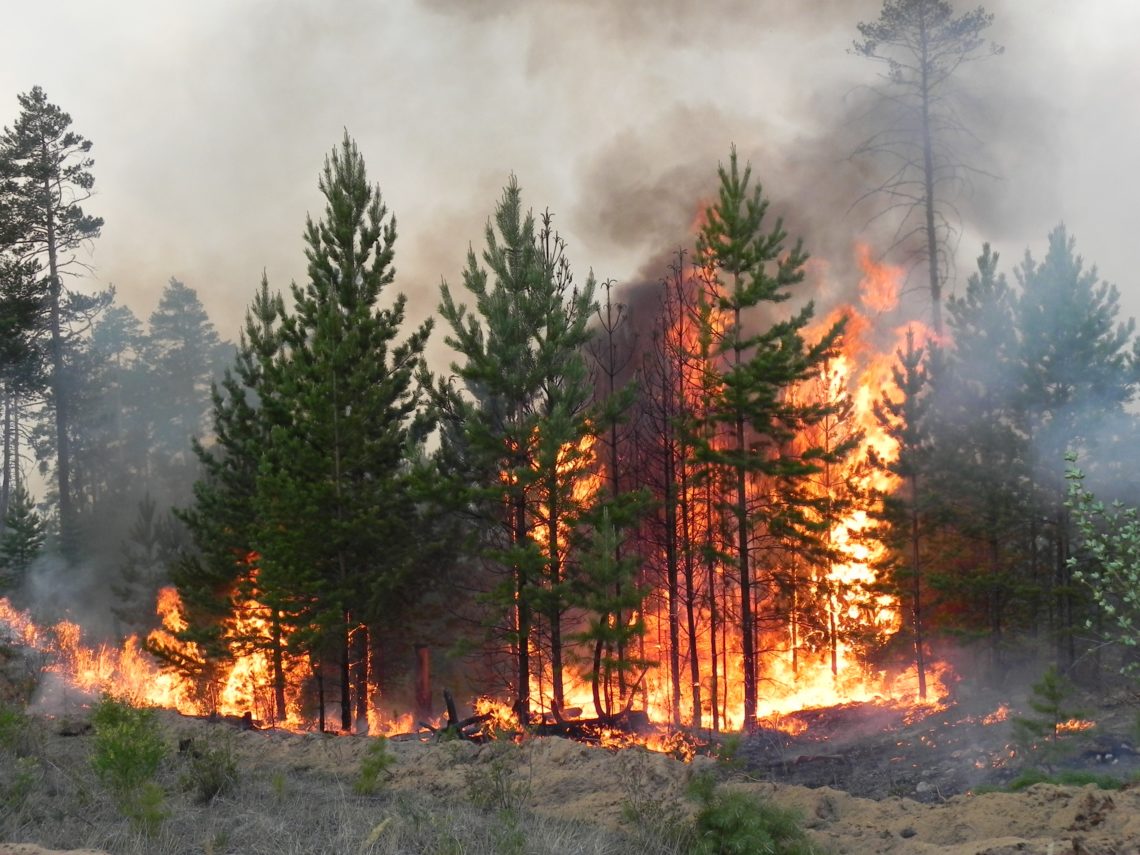 Підпал лісу, про який писала Гандзюк, розглядається як один з ключових мотивів нападу на неї