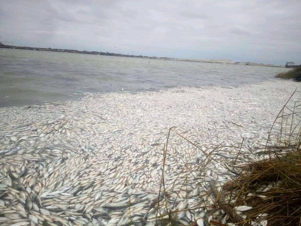 На Херсонщині зафіксували масовий мор риби