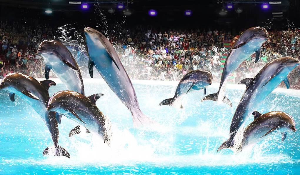 В Україні можуть заборонити дельфінарії — розроблено законопроєкт