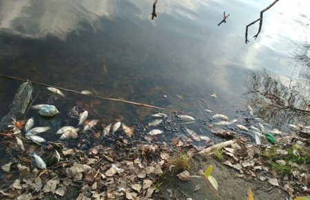 Поліція розпочала кримінальне провадження за фактом масової загибелі риби на Житомирщині