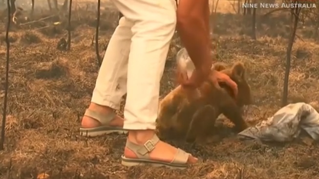 В Австралії жінка врятувала коалу від лісової пожежі (відео)
