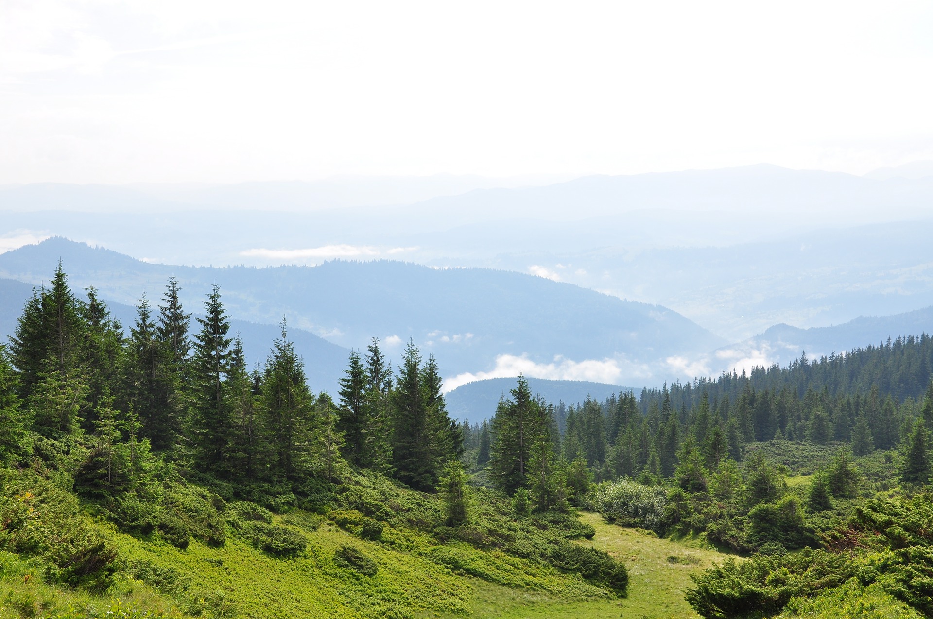 Зеленський підписав закон про охорону від суцільної вирубки ялицево-букових лісів у Карпатах