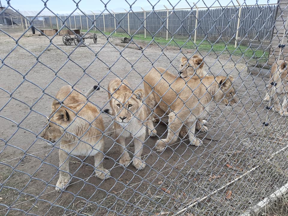 П'ятьох левів з України планують до кінця тижня випустити в Африці — їх везуть до аеропорту  (фото)