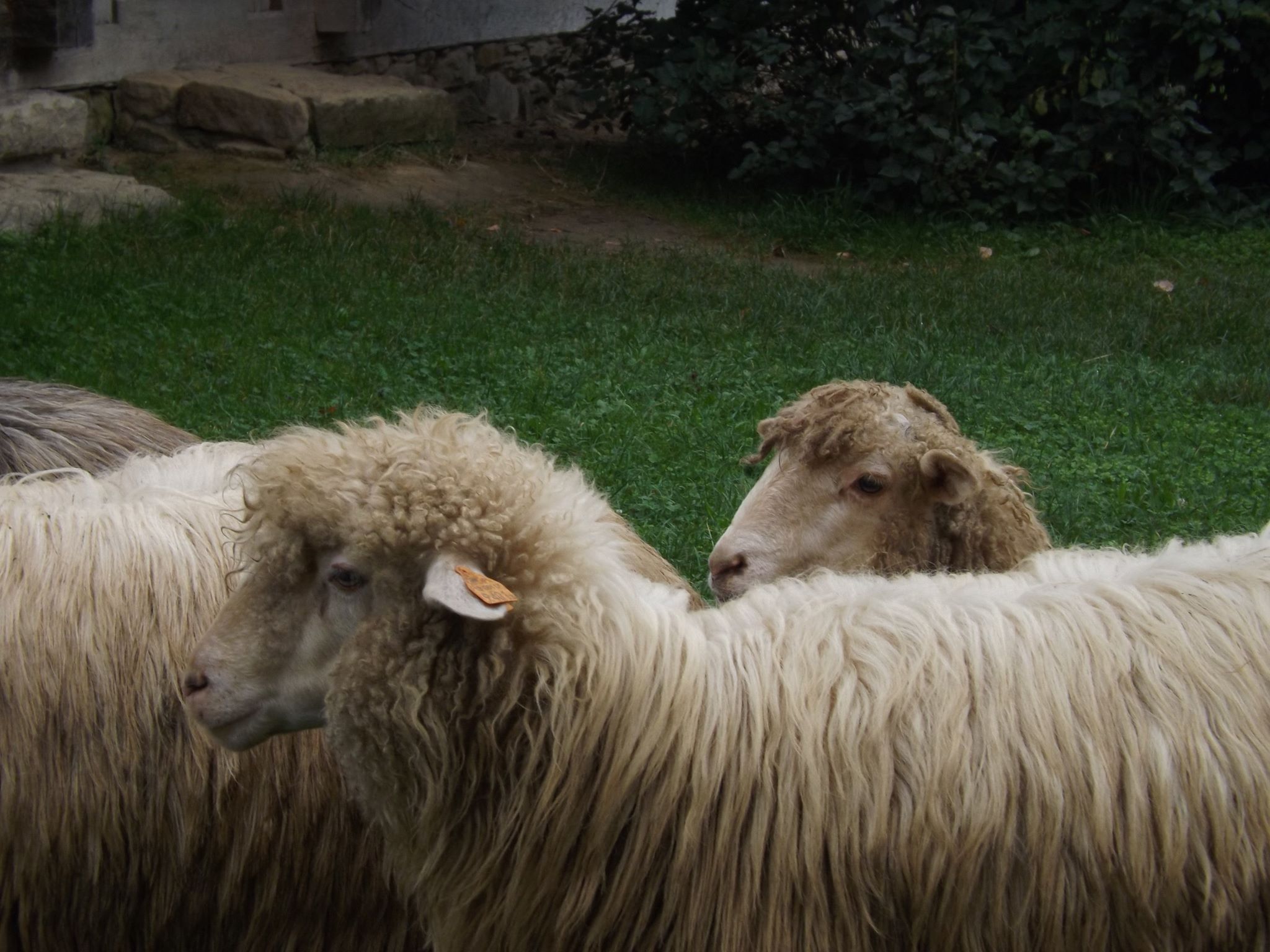 «Гуцульська овеча бриндзя» тепер запатентована: що це означає?