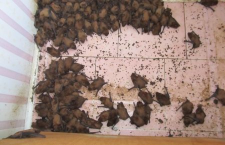 На балконі львівської квартири оселилися майже 2 тисячі кажанів