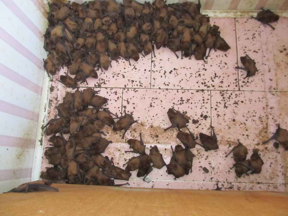 На балконі львівської квартири оселилися майже 2 тисячі кажанів