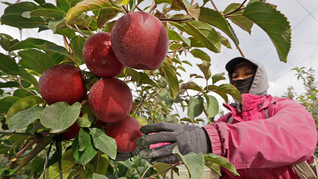 У США почали продавати яблука, що не псуються рік