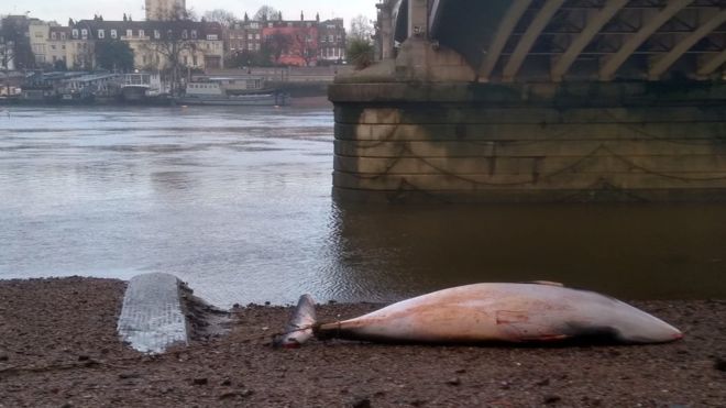 У Британії другий за два місяці кит викинувся на берег Темзи