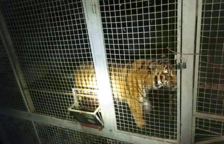 На Жуковому острові в Києві виявили замкнених у вольєрах тигрів — поліція 
